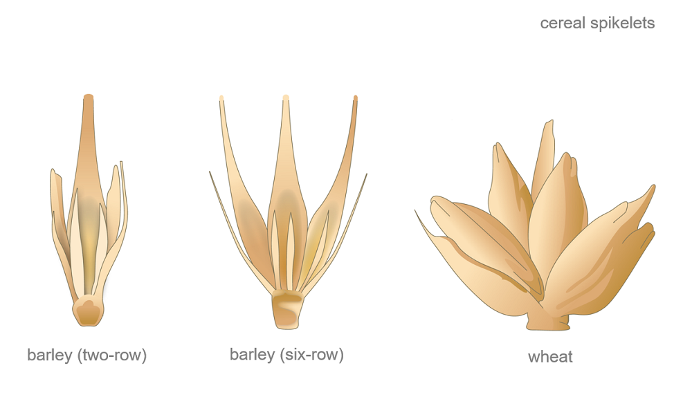 Schematic drawing of barley and wheat spikelets